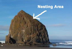 spotting nesting puffins