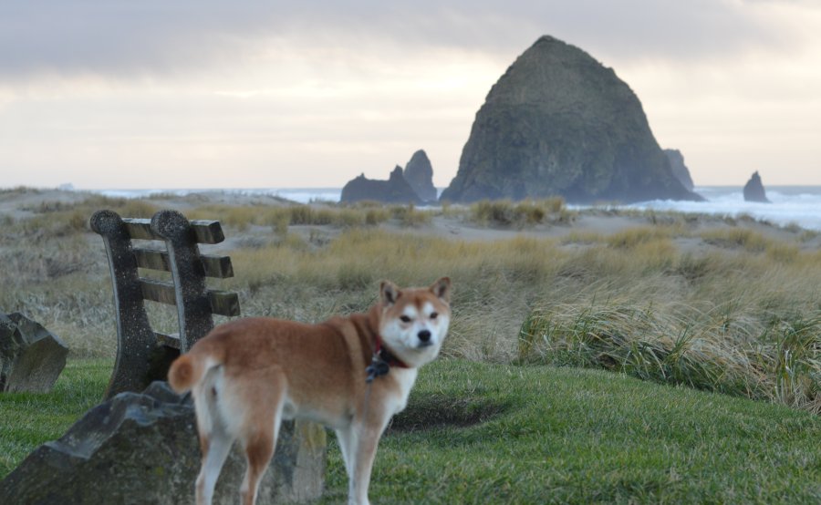 haystack rock with dog