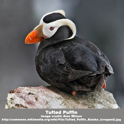 haystack rock tufted puffins